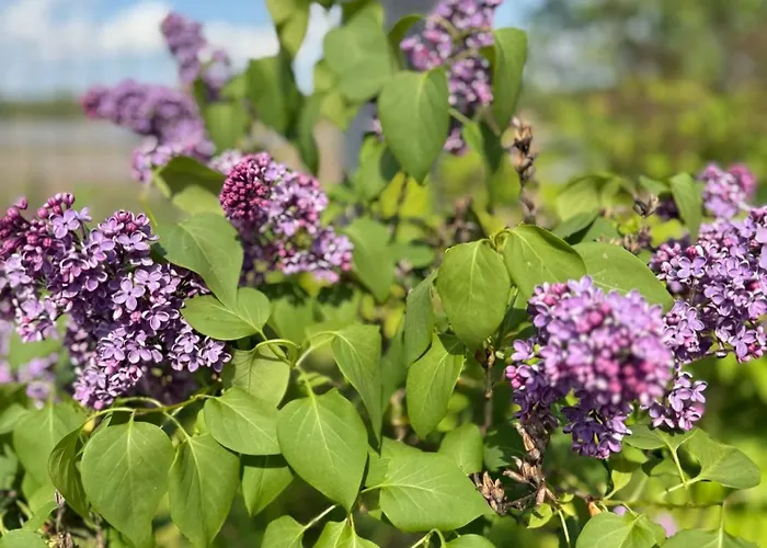 Parlinskie Wody Ii Ferienhaus Parlino